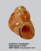 Eulithidium tessellatum